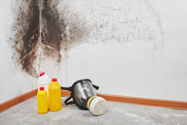 Best Mold Damage Repair  in Burton, OH