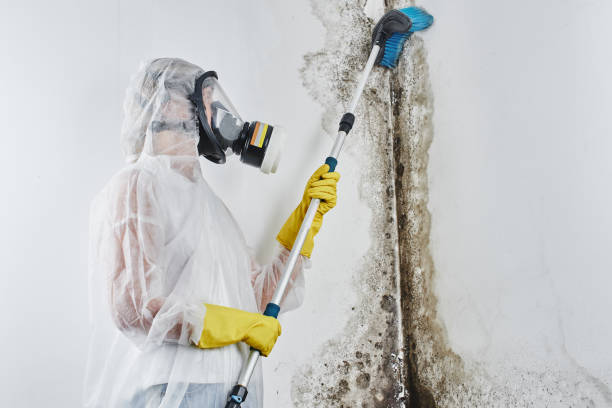 Best Mold Cleaning Services  in Burton, OH