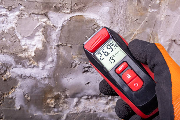 Best Same-Day Mold Removal  in Burton, OH