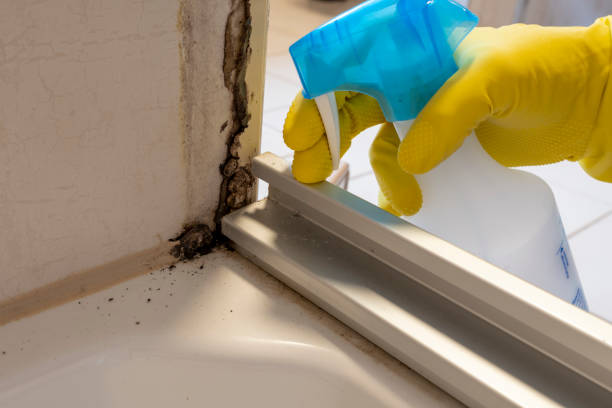 Best Mold Remediation  in Burton, OH