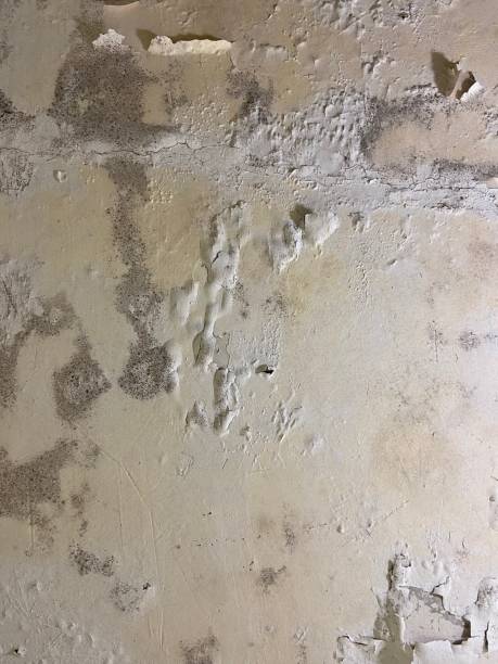 Best Crawl Space Mold Removal  in Burton, OH