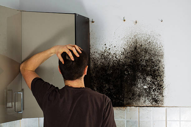 Certified Mold Removal in Burton, OH