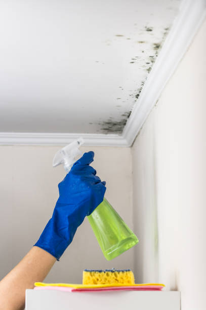 Best Emergency Mold Removal  in Burton, OH